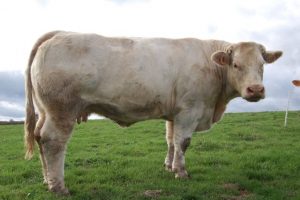 Taureau Charolais dans une prairie