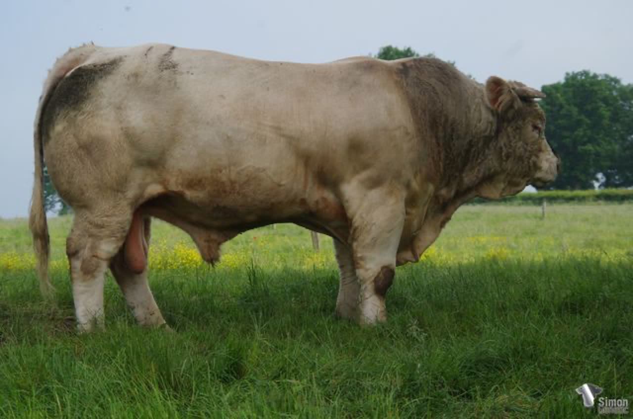 Taureau OUISTITI